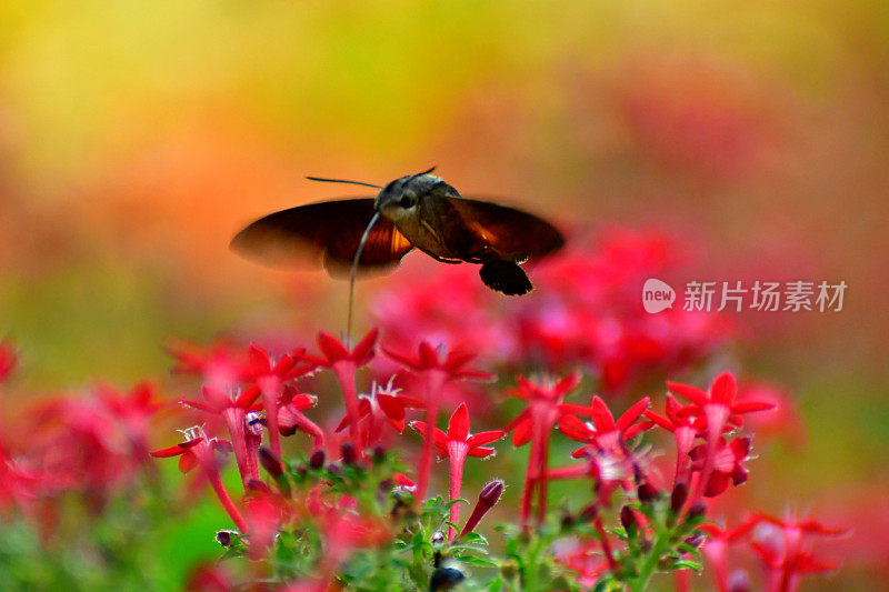 Pentas lanceolata和蜂鸟鹰蛾